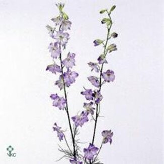 Freshy Consolida Regalis Ridderspoor “Frosted Skies” | Couleur: Violet | Longueur ± 80 centimeter | Par 10 tiges de fleurs fraîches