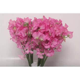 Freshy Lathyrus Pronkerwt “Winter Sunshine Rose” | Kleur: Roze | Lengte ± 40 centimeter | Per 50 stelen verse bloemen