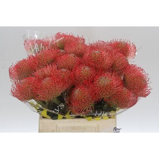 Freshy Leucospermum Cordifolium Nutans Pincushion “Ayoba Pink” | Colour: Pink | Length ± 40 centimeter | Per 10 fresh flowers