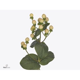 Freshy Hypericum Coco Gelato