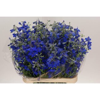Freshy Delphinium En Volkerfried