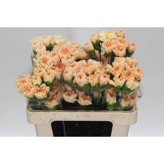 Freshy Anjer Kort Crimea Gold