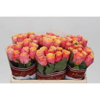 Freshy Rosa Melange