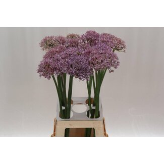 Freshy Allium Pink Jewel