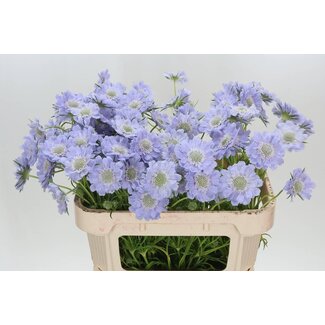 Freshy Scabiosa C Jisca