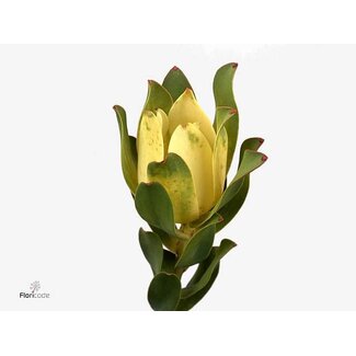 Freshy Leucadendron Mountain Rose
