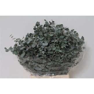 Freshy Eucalyptus Gunnii 150gr Short (p. bos)