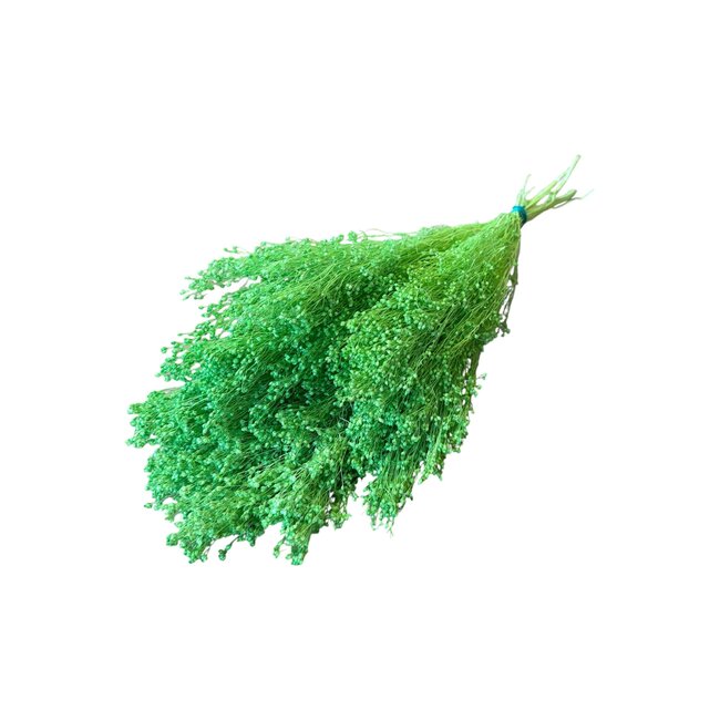 Broom Bloom | Green Light | 125 gr | 55 cm