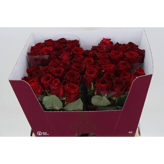 Freshy Rosa Red Naomi Ende
