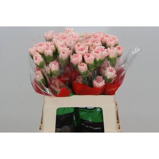 Freshy Anjer Kort Pastel Crimea