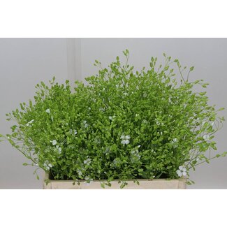 Freshy Saponaria Bio
