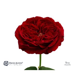 Freshy Rosa David Austin Tess