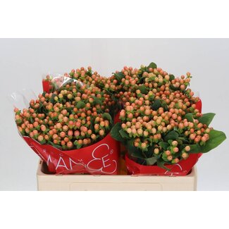 Freshy Hypericum Mellow Romance