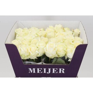 Freshy Rosa Avalanche Meijer White
