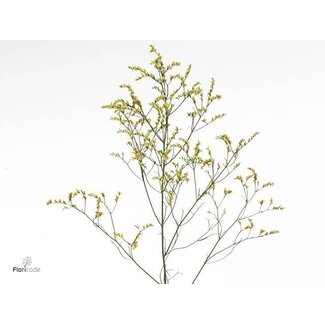 Freshy Limonium Sin China Summer