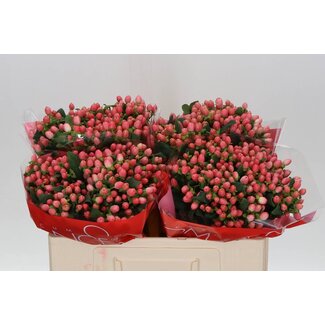 Freshy Hypericum Sweet Romance