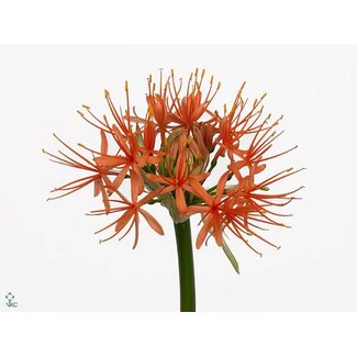 Freshy Scadoxus Oran Wonder