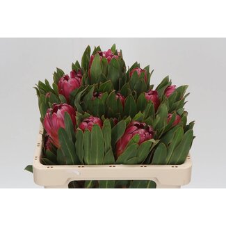 Freshy Protea Brenda