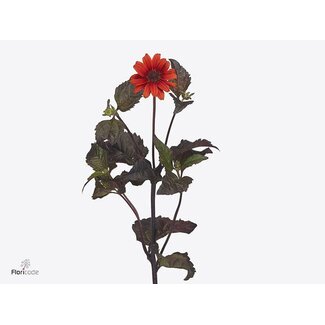 Freshy Heliopsis Red Shades
