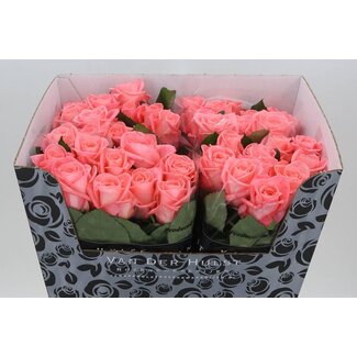 Freshy Rosa Big Girl