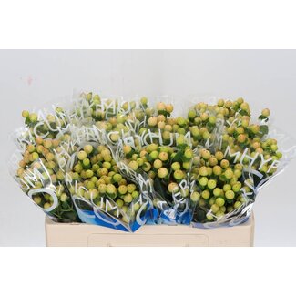 Freshy Hypericum Coco Gelato