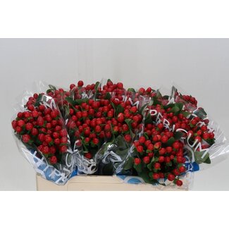 Freshy Hypericum Coco Tango