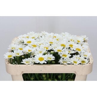 Freshy Leucanthemum Overig