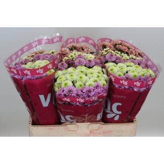 Freshy Chrysant santini Gemengd Tumtum