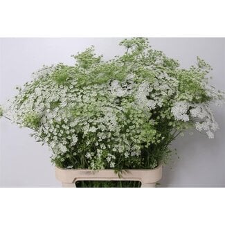 Freshy Ammi Majus Dille Wit