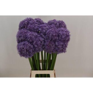 Freshy Allium Globemaster