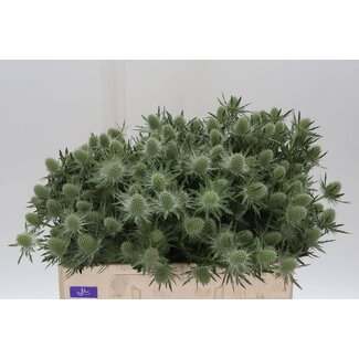 Freshy Eryngium Gemini Questar