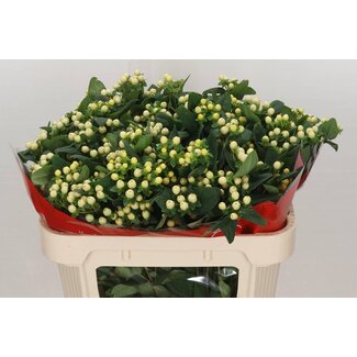 Freshy Hypericum Cool Romance Vertakt