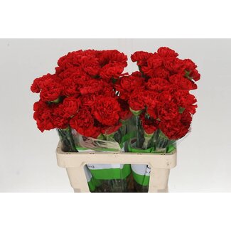 Freshy Anjer Red Gransole 50cm
