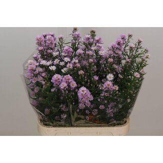 Freshy Aster Claudia