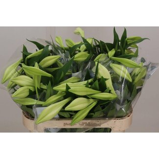 Freshy Lelie Longi Aqua White Heaven 1 Bloem