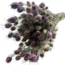 Naturel groen-paarse Nigella Black Pod droogbloemen | Lengte ± 50 centimeter | Gewicht ± 100 gram