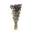 Naturel groen-paarse Nigella Black Pod droogbloemen | Lengte ± 50 centimeter | Gewicht ± 100 gram