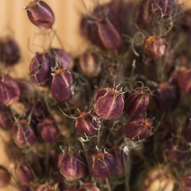 Naturel groen-paarse Nigella Black Pod droogbloemen | Lengte ± 50 centimeter | Gewicht ± 100 gram
