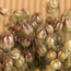 Natürliche grüne Nigella Trockenblumen | Länge ± 60 Zentimeter | Gewicht ± 100 Gramm