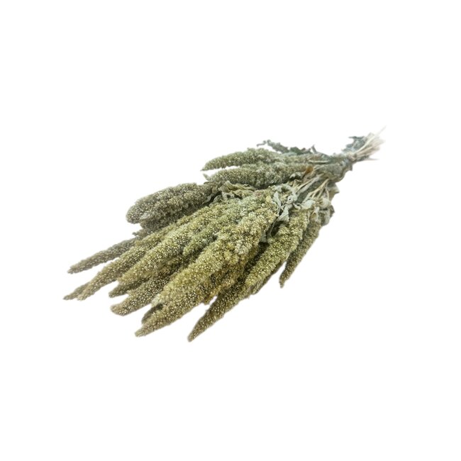 Natürliche grüne Amaranthus Cruentus Trockenblumen | Länge ± 60 Zentimeter | Gewicht ± 125 Gramm