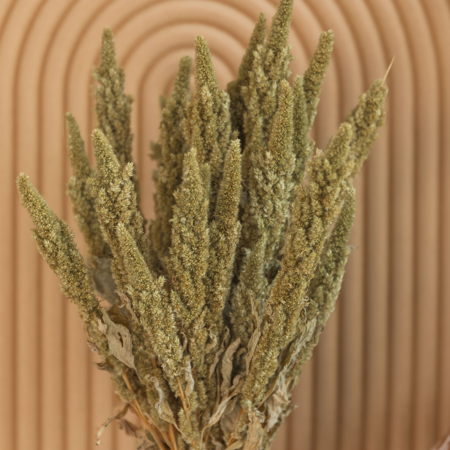 Natürliche grüne Amaranthus Cruentus Trockenblumen | Länge ± 60 Zentimeter | Gewicht ± 125 Gramm
