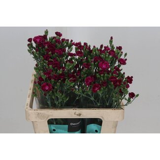Freshy Trosanjer Enkelbloemig Hollands Lilliput Forever