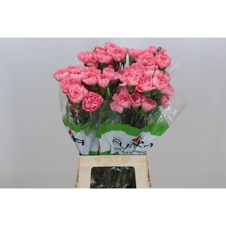 Freshy Anjer Funza Lang Pink Verona