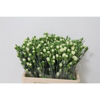 Freshy Trosanjer Parsley x20