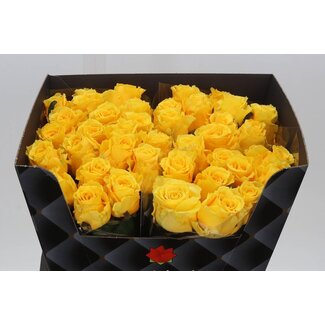 Freshy Rosa Palmares X L
