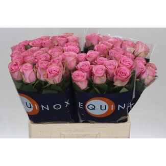 Freshy Rosa Renaissance