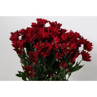 Freshy Chrysant T Ruby Star