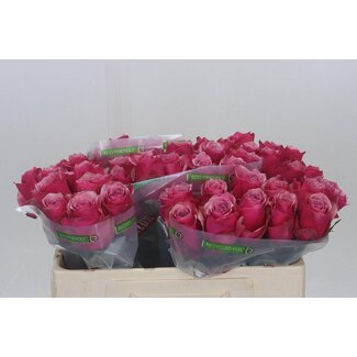 Freshy Rosa Majestic Athena
