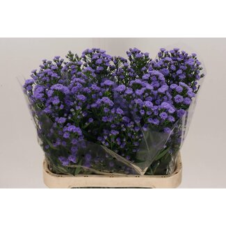 Freshy Aster Nb Astee Milka Hollands