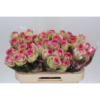 Freshy Rosa Monique